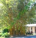 Bambusa vulgaris